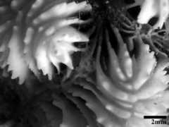 porites.geology.uiowa.edu Sreca