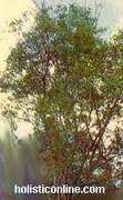 holisticonline.com Srigandha