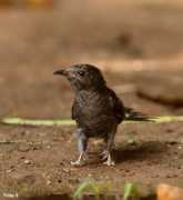 orientalbirdimages.org Srinivasamurthy