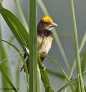 orientalbirdimages.org Srinivasamurthy
