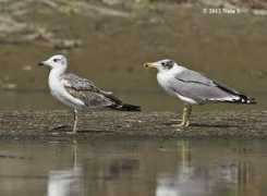 orientalbirdimages.org Srinivasamurthy