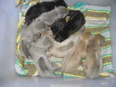 thairidgeback.org Srithai