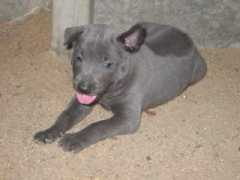 thairidgeback.org Srithai