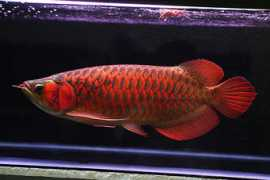 citraarowana.com Sriyadi