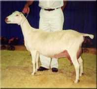 flyingjdairygoats.com Sroyal