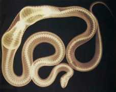 blog.perhapanauts.com Ssnake