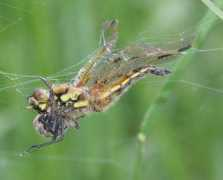 wildaboutbritain.co.uk Sspider