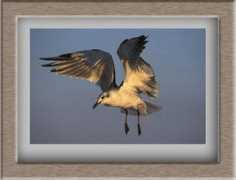 naturalworldphotos.com Stachecki