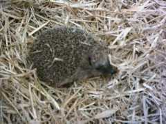 hunde-oldies.de Stachi