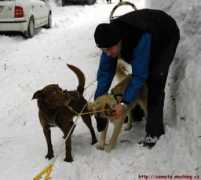 Stafo