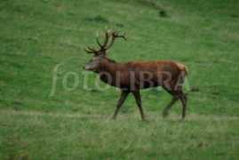 Stag