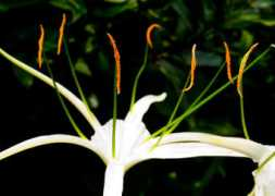 dfunkd.com Stamen