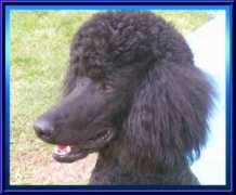 highfalutinpoodles.com Stanella