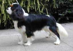 cavaliers.co.uk Stanhome