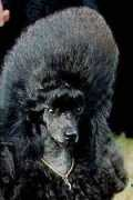 poodles-in-scandinavia.com Stanlej