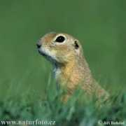 naturephoto-cz.com Staras