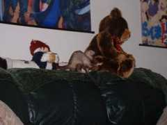 Starbear