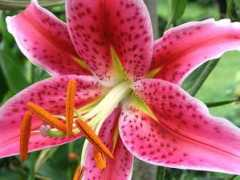 Stargazers