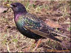 Starling