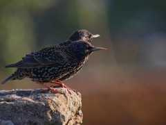 Starling