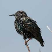 Starling