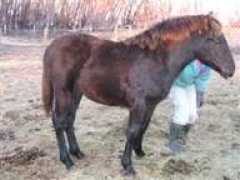 knightlandfarms.com Starrdust