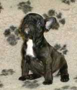 starrock.sanja.name Starrock