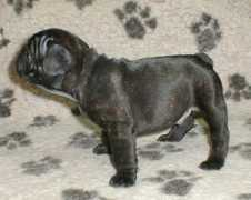starrock.sanja.name Starrock