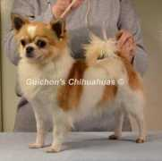 guichonchi.com Starsen