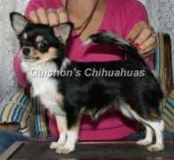 guichonchi.com Starsen
