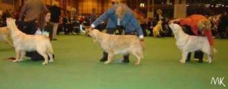 goldenretriever.pl Stedan