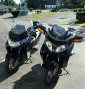 Steeds
