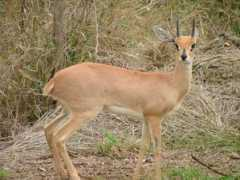 Steenbuck