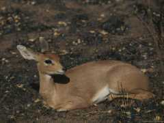 Steenbuck