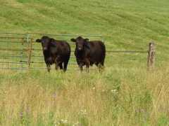 windrushhill.com Steers