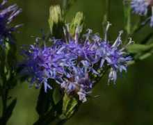 zimbabweflora.co.zw Steetz