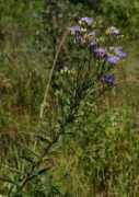 zimbabweflora.co.zw Steetz