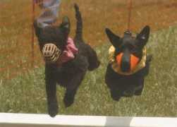 bluegrassworkingterrier.com Steevee
