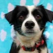 animalrescuekorea.org Stefaniee