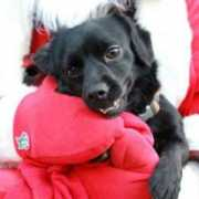 animalrescuekorea.org Stefaniee