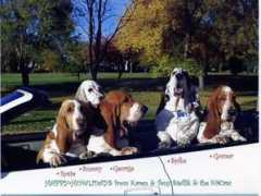 winstanleyclan.us Steflik