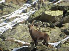 panoramio.com Steinbock