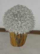 Stekel