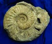 fossilwalks.com Stellare
