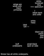 identify.whatbird.com Steller