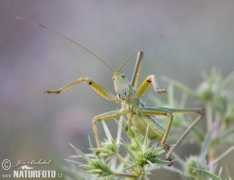naturfoto.cz Stepny
