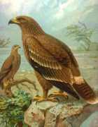 Steppes