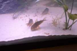 Sterba