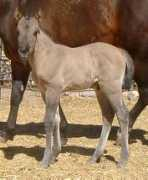 dynacarehorseranch.com Sterling