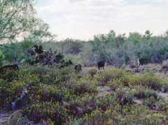 texasbeyondhistory.net Stiba